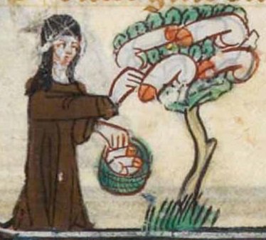 Nun harvesting penises from a tree